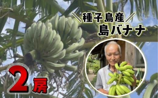 種子島 園田 バナナ園 北限の 国産 露地 バナナ 2房 NFN250【375pt】 // 国産バナナ 露地物 小笠原種 希少 珍しい バナナベルト地帯 露地栽培 強い甘み 酸味 北緯30度 オリジナルバナナ箱