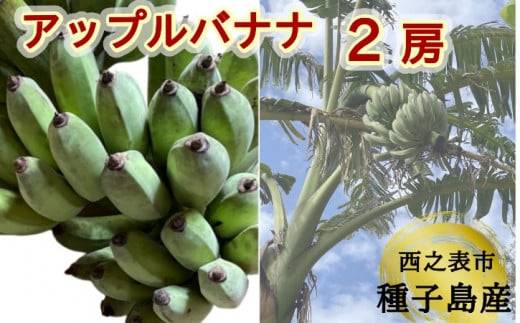 種子島 産 園田バナナ園 アップルバナナ ( 島バナナ ) 2房 NFN529【450pt】 // 国産バナナ 露地物 希少 珍しい バナナベルト地帯 露地栽培 北緯30度 オリジナルバナナ箱 りんごの風味 爽やかな香り モチモチ食感 フレッシュな香り