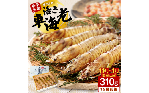 < 季節限定 > 種子島 産 活 車えび ( 活き 車海老 ) 310g 配送日指定 NFN085【375pt】