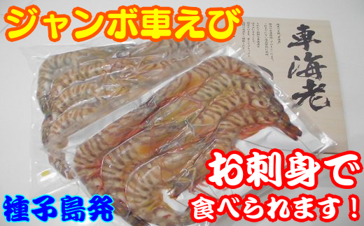 種子島 産 ジャンボ 車えび 生食用 ( プロトン 冷凍 車海老 ・ 化粧箱 入り) NFN110【600pt】 // 生食用冷凍 プロトン冷凍 活き〆 ハイブリット技術 黒潮 産地直送 プリプリ 安全 美味しい