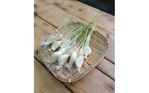 仙台いずみ泉ヶ岳にんにく100g×3パック【1483159】