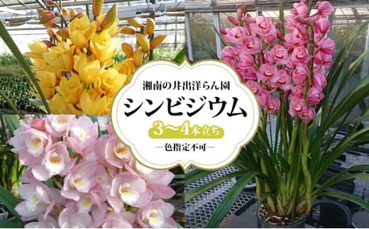 湘南の洋蘭 シンビジウム 3～4本 色の指定不可 シンビジューム Cymbidium 蘭 ラン らん 花 お花 生花 ピンク 黄色 白 インテリア ギフト 贈り物 神奈川県 寒川町