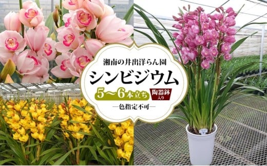 湘南の洋蘭 シンビジウム 5~6本 陶器鉢入り 色の指定不可 シンビジューム Cymbidium 蘭 ラン らん 花 お花 生花 ピンク 黄色 白 インテリア ギフト 贈り物 神奈川県 寒川町