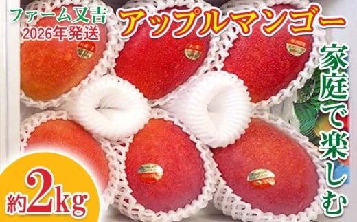 2026年発送【ファーム又吉】 家庭で楽しむアップルマンゴー 約2kg フルーツ 果物 期間限定 数量限定 先行予約 南国 プレゼント お土産 おみやげ ギフト くだもの 季節 おきなわ 青果 デザート おすすめ 人気 冷蔵 夏 スイーツ