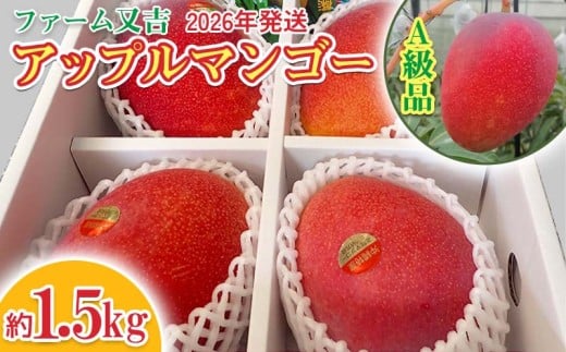 2026年発送【ファーム又吉】A級品アップルマンゴー 約1.5kg フルーツ 果物 期間限定 数量限定 先行予約 南国 プレゼント お土産 おみやげ ギフト くだもの 季節 おきなわ 青果 デザート おすすめ 人気 冷蔵 夏 スイーツ