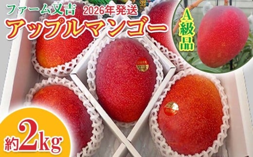 2026年発送【ファーム又吉】A級品アップルマンゴー 約2kg フルーツ 果物 期間限定 数量限定 先行予約 南国 プレゼント お土産 おみやげ ギフト くだもの 季節 おきなわ 青果 デザート おすすめ 人気 冷蔵 夏 スイーツ