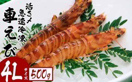 活き〆急速冷凍車えび【4Lサイズ】　500g お刺身 塩焼き 天ぷら フライ 急速冷凍 エビ 鮮度 おせち 養殖 瞬間冷凍 甲殻類 海産物 うまみ 送料無料 海鮮 くるまえび 海老