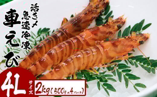 活き〆急速冷凍車えび【4Lサイズ】　2kg（500g×4パック） お刺身 塩焼き 天ぷら フライ 急速冷凍 エビ 鮮度 おせち 養殖 瞬間冷凍 甲殻類 海産物 うまみ 送料無料 海鮮 くるまえび 海老