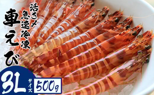 活き〆急速冷凍車えび【3Lサイズ】　500g お刺身 塩焼き 天ぷら フライ 急速冷凍 エビ 鮮度 おせち 養殖 瞬間冷凍 甲殻類 海産物 うまみ 送料無料 海鮮 くるまえび 海老