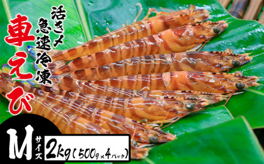 活き〆急速冷凍車えび【Mサイズ】　2kg（500g×4パック） お刺身 塩焼き 天ぷら フライ 急速冷凍 エビ 鮮度 おせち 養殖 瞬間冷凍 甲殻類 海産物 うまみ 送料無料 海鮮 くるまえび 海老