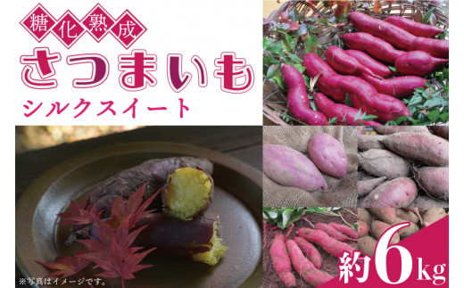 糖化熟成 さつまいも (シルクスイート) 約 6kg｜栃木県 益子町 ふるさと納税 里山 熟成 さつまいも シルクスイート プレミアム 蜜芋 (AU001-3)