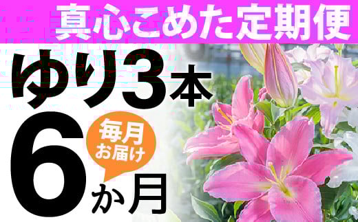 【6回分】毎月届くオリエンタルリリー3本の定期便Sosy-01