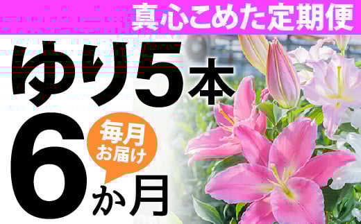 [6か月間]毎月届く四万十町産のゆり5本の定期便Sosy-02