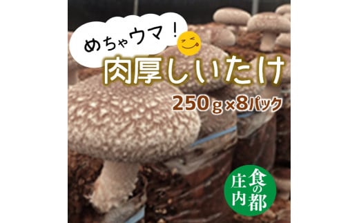 食の都庄内 めちゃウマ!肉厚しいたけ【期間限定】※11月中旬頃より順次発送