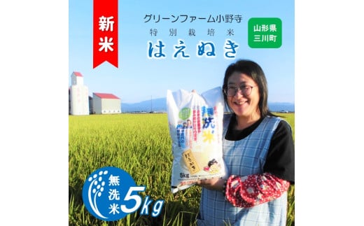 [令和7年産][無洗米]グリーンファーム小野寺のはえぬき5kg ※10月中旬頃から順次配送予定