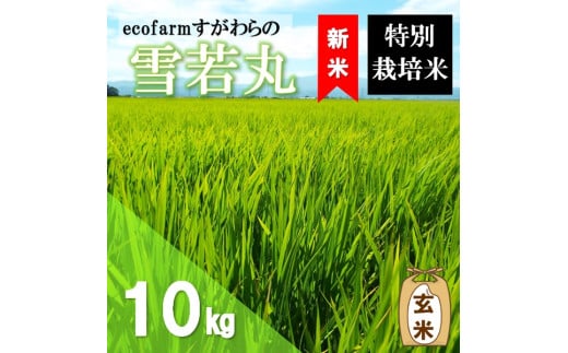 【令和7年産・玄米】ecofarmすがわらの特別栽培米雪若丸10kg ※10月下旬頃から順次配送