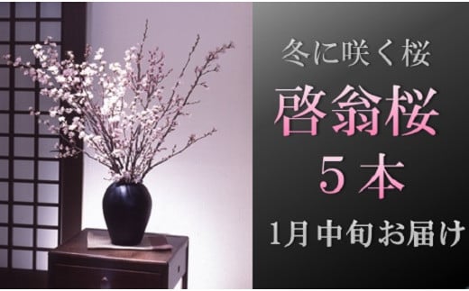 食の都庄内 【1月中旬お届け】啓翁桜(5本束)