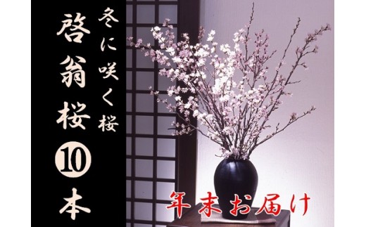 食の都庄内 【年末お届け】啓翁桜(10本束)