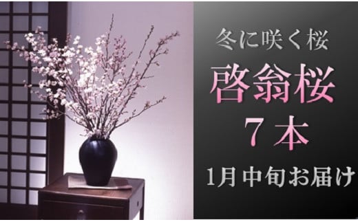 食の都庄内 【1月中旬お届け】啓翁桜(7本束)