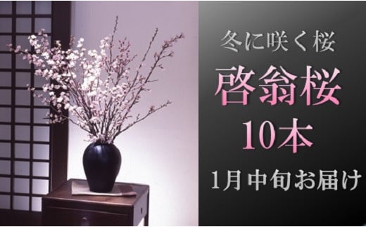 食の都庄内 【1月中旬お届け】啓翁桜(10本束)