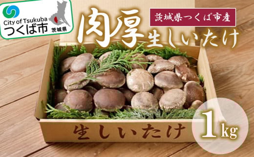 生しいたけ ( 原木栽培 )<離島・沖縄配送不可>【 シイタケ 椎茸 きのこ キノコ 茸 茨城県 つくば市 】