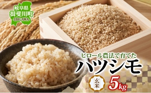 [№5568-0427]ピロール農法で育てた安全な美味しいハツシモ（玄米）5kg お米 ごはん ご飯 カレー 丼物 お弁当 すし飯 冷めても美味しい はつしも ななしん米 岐阜県 揖斐川町