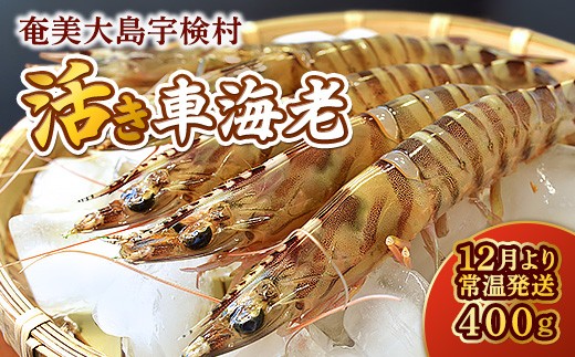 【先行予約】2026年1月29日(木)発送希望 活き 車海老  (400g) 【期間限定】常温 活きたまま 宇検村産 車えび 魚介 エビ 海鮮 刺身 人気 くるまえび 奄美大島 宇検村 鹿児島