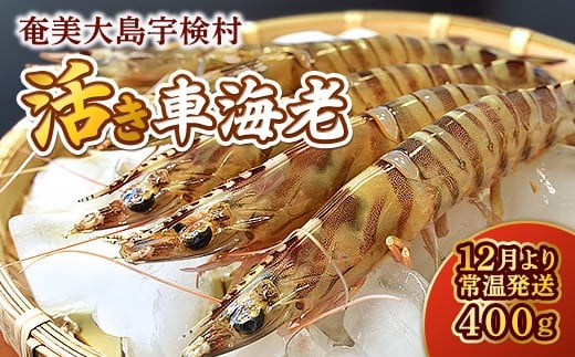 【先行予約】2026年2月16日(月)発送希望 活き 車海老  (400g) 【期間限定】常温 活きたまま 宇検村産 車えび 魚介 エビ 海鮮 刺身 人気 くるまえび 奄美大島 宇検村 鹿児島