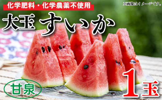 [ 先行予約 ] すいか 大玉 1玉 約 5〜7kg 果物 くだもの フルーツ 西瓜 化学肥料不使用 化学農薬不使用 産地直送 甘い 夏 甘泉 化粧箱入り 贈答 プレゼント ギフト 阿波市 徳島県 楠農園
