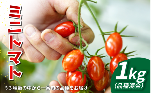 [先行予約] トマト ミニトマト 1kg フランティーノ アマイマリー チコ 野菜 やさい トマト ジュース パスタ スパゲティー ソース サラダ ドレッシング サンドイッチ ハンバーガー ピザ カレー お取り寄せ グルメ 送料無料 徳島県 阿波市 ヴェリタス株式会社