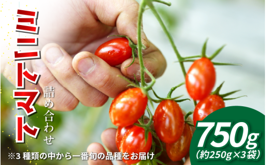 【先行予約】 トマト ミニトマト 750g （ 250g × 3袋 ） 小分け フランティーノ アマイマリー チコ 野菜 やさい トマト ジュース パスタ スパゲティー ソース サラダ ドレッシング サンドイッチ ハンバーガー ピザ カレー お取り寄せ グルメ 送料無料 徳島県 阿波市 ヴェリタス株式会社