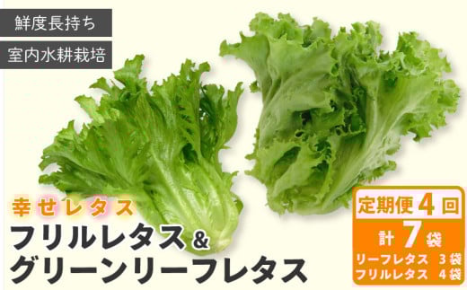 定期便 4回 野菜 詰め合わせ セット レタス 計7個 幸せレタス フリルレタス 4個 グリーンリーフ 3個 水耕栽培 LED 栽培 低菌 野菜 丸ごと ベジタブル 副菜 常備菜 サラダ ヴィーガン ヘルシー