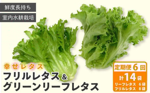 野菜 詰め合わせ 定期便 6回  セット レタス 計14個 サラダ グリーンリーフレタス 6個 フリルレタス 8個 水耕栽培 幸せレタス