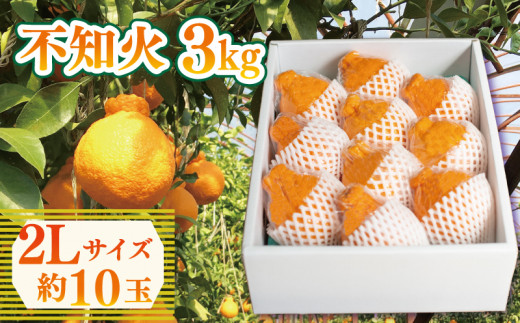 先行予約 不知火 約3kg 2Lサイズ 10玉 しらぬい みかん 蜜柑 果物 フルーツ 柑橘 オレンジ ゼリー ジュース アイス ケーキ デザート スイーツ ジャム 糖度 甘い ビタミン 美容 健康 送料無料 徳島県 阿波市 山中農園