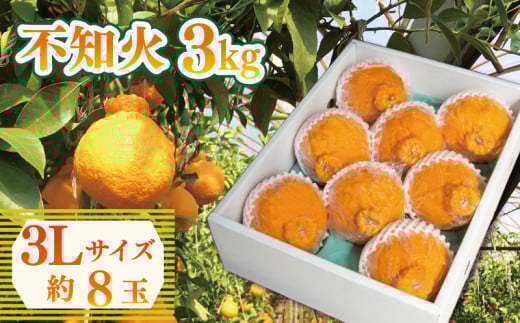 先行予約 不知火 約3kg 3Lサイズ 8玉 しらぬい みかん 蜜柑 果物 フルーツ 柑橘 オレンジ ゼリー ジュース アイス ケーキ デザート スイーツ ジャム 糖度 甘い ビタミン 美容 健康 送料無料 徳島県 阿波市 山中農園