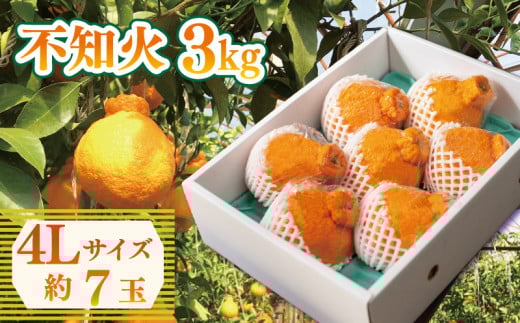 先行予約 不知火 約3kg 4Lサイズ 7玉 しらぬい みかん 蜜柑 果物 フルーツ 柑橘 オレンジ ゼリー ジュース アイス ケーキ デザート スイーツ ジャム 糖度 甘い ビタミン 美容 健康 送料無料 徳島県 阿波市 山中農園