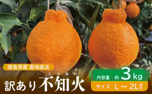 先行予約 訳あり 不知火 約3kg L~2L しらぬい みかん 蜜柑 果物 フルーツ 柑橘 オレンジ ゼリー ジュース アイス ケーキ デザート スイーツ ジャム 糖度 甘い 不揃い 混合 ビタミン 美容 健康 送料無料 徳島県 阿波市 山中農園