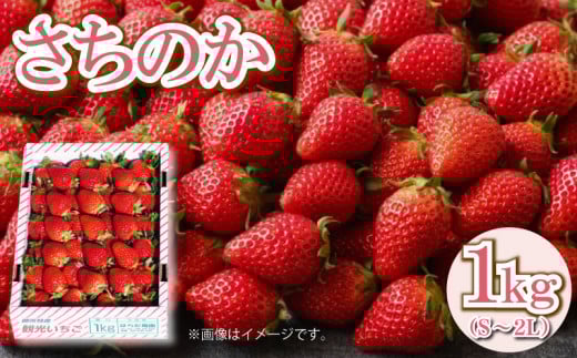 いちご さちのか 1kg 【 先行予約 】 苺 ストロベリー 大粒 朝採れ 新鮮 果物 フルーツ デザート スイーツ おやつ お菓子 洋菓子 和菓子 ケーキ ゼリー ジュース ジャム アイス シャーベット スムージー ヨーグルト クレープ タルト チョコ 大福 フルーツサンド ギフト プレゼント 贈答 お取り寄せ グルメ 冷蔵 送料無料 阿波市 徳島県 原田ファーム