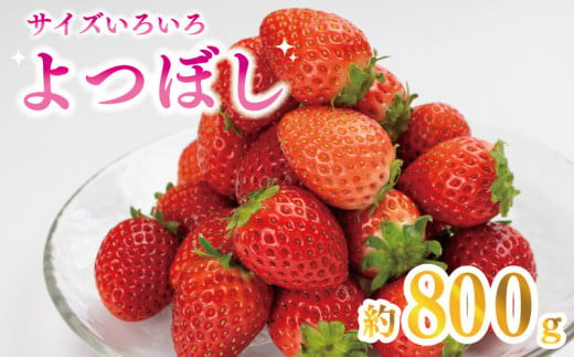 先行予約 訳あり いちご よつぼし 800g 果物 フルーツ 苺 ストロベリー ケーキ アイス シャーベット ジェラート ゼリー ジュース ジャム スムージー 洋菓子 和菓子 お菓子 おやつ フルーツサンド フルーツ大福 苺大福 不揃い 規格外 家庭用 人気 オススメ お取り寄せ グルメ 徳島県 阿波市 チタチタストロベリーファーム