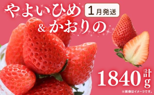 《1月発送》 先行予約  訳あり いちご やよいひめ かおりの 2種 計1840g  苺 ストロベリー 果物 フルーツ ケーキ ゼリー ジュース アイス シャーベット チョコ フルーツサンド いちご大福 大福 洋菓子 和菓子 スイーツ デザート ジャム 不揃い 規格外 家庭用 甘い 人気 おすすめ お取り寄せ グルメ 徳島県 阿波市 Berry Mate Farm