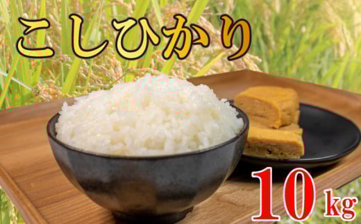 コシヒカリ 無洗米 10kg 令和7年産 米 こめ ご飯 ごはん おにぎり 白米 精米 新米 無洗米 卵かけご飯 食品 備蓄 備蓄米 保存 防災 ギフト 贈答 プレゼント お取り寄せ グルメ 送料無料 徳島県 阿波市 須見商店