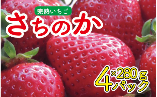 いちご さちのか 4パック ( 280g × 4 ) 大粒 果物 フルーツ 苺 ストロベリー ケーキ アイス タルト ジュース ゼリー ジェラート シャーベット ジャム スムージー 洋菓子 和菓子 フルーツサンド フルーツ大福 いちご大福 プレゼント ギフト お取り寄せ グルメ 送料無料 徳島県 阿波市 御所の郷