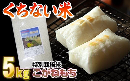 【 令和7年産 新米 】くちない米( こがねもち 白米 )5kg  もち米 餅米 おもち お正月 東北のお米 産直 産地直送 岩手県北上市 C0084