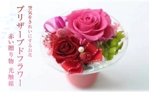 [空気をきれいにするお花]プリザーブドフラワー 赤い贈り物 光触媒