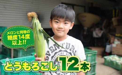 【予約受付 R8年 7月 中旬以降 発送開始予定】髙橋さんの とうもろこし 12本セット 2026年度 【メロンと同等の糖度】