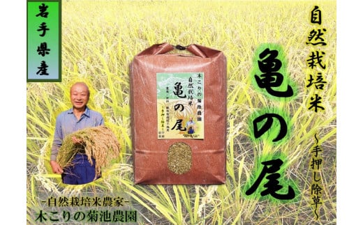 [令和7年産予約]木こりの菊池農園 自然栽培米[亀の尾]玄米5kg 米 希少 ご飯 ごはん おにぎり お米 炊きたて 岩手県 北上市