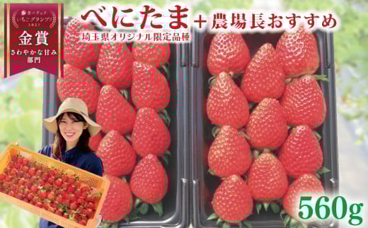 【事前受付】 いちご べにたま +農場長おすすめ品種 560g (280g×2P)  苺 食べ比べ イチゴ ストロベリー 産地直送 ご当地 果物 くだもの フルーツ デザート 食品 冷蔵 げんき農場 埼玉県 羽生市