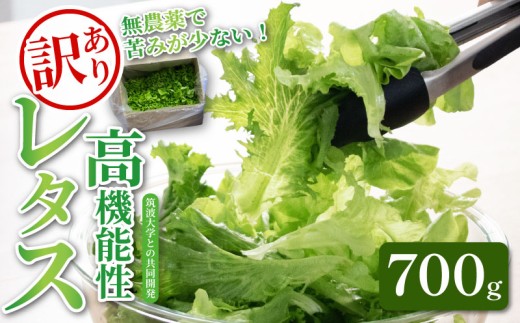 訳あり 高機能性 レタス 無農薬 700g フリルレタス 産地直送 高機能性野菜 水耕栽培 新鮮 健康 弁当 フードロス ダイエット ベジタブル ヴィーガン ベジタリアン アイクス 埼玉県 羽生市