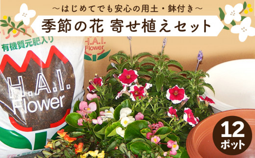 寄せ植え 花 季節のお花 12ポット 用土 鉢 付き ガーデニング プレゼント 育成セット 日用品 園芸 花苗 おすすめ セット 母の日 季節 お花 贈り物 農事組合法人ハイフラワー 埼玉県 羽生市