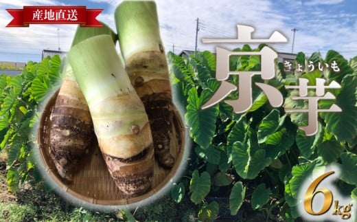 たけのこ芋 京芋 6kg 数量限定 期間限定 野菜 里芋 八つ頭 筍芋 京いも 産地直送 埼玉県 羽生市